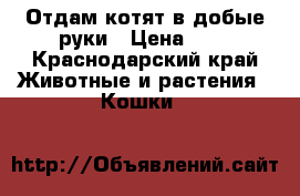 Отдам котят в добые руки › Цена ­ 1 - Краснодарский край Животные и растения » Кошки   